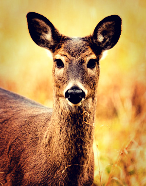 The deer reminded me I wasn't longing for the Lord in my crippling fatigue.