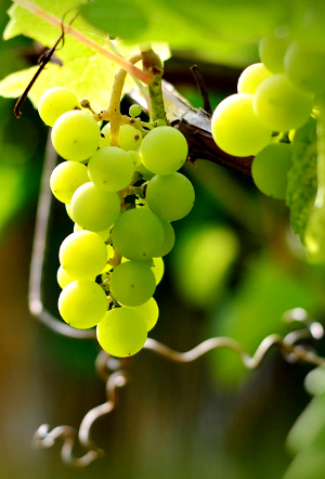 A grapevine secures itself as it grows so it may support new fruit.