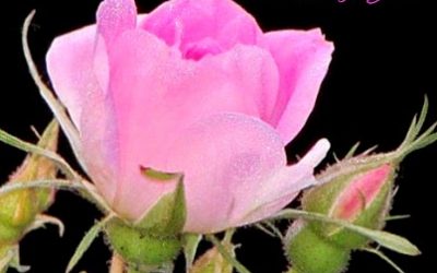 Finding His Presence ~ One Solitary Rose