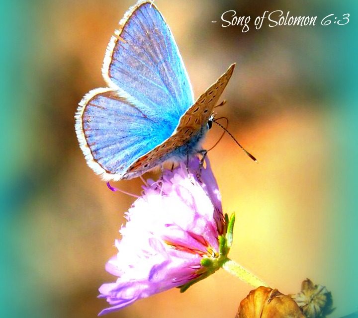 Beloved, Look From Your Wilderness and Behold Your God