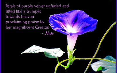 Finding God’s Presence ~ Listen to The Silence of The Morning Glory