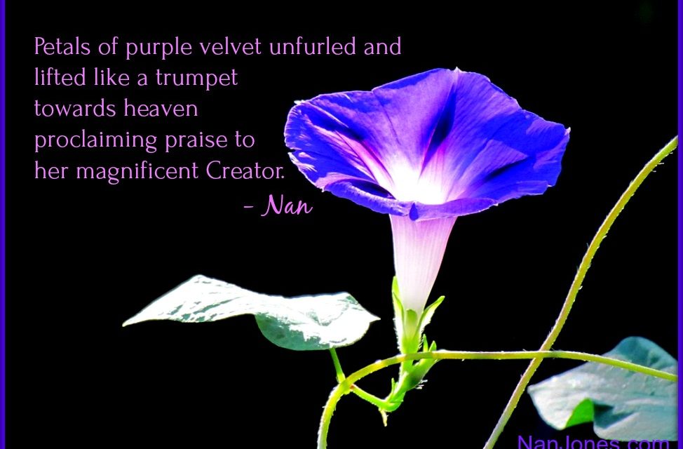 Finding God’s Presence ~ Listen to The Silence of The Morning Glory