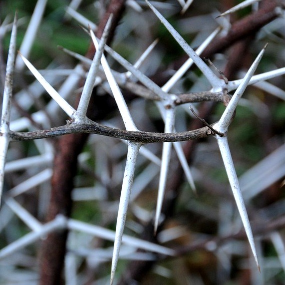 acacia thorns