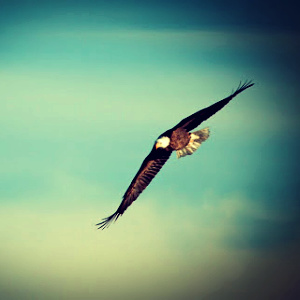 The eagle chooses to rise above through abandon to the force of the storm. 
