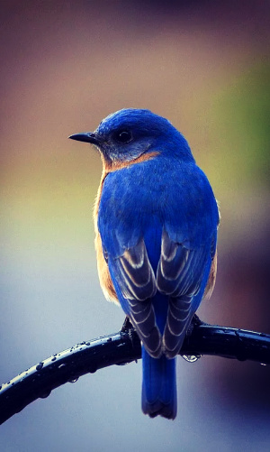 A song in the wind, and three bluebirds turned my eyes on Jesus.