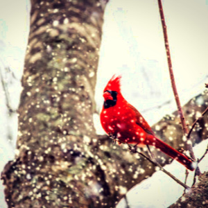 The cardinal revealed purpose for the harsh winds.