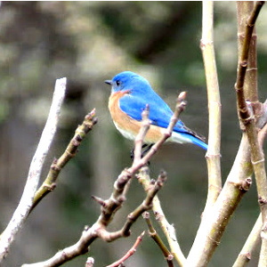 The glory of the bluebird on an oyster gray day turned my eyes toward Jesus.
