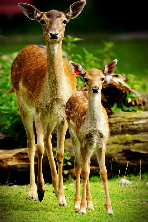 The doe and her fawn reminded me what I needed to do to remedy my numb heart and mind.
