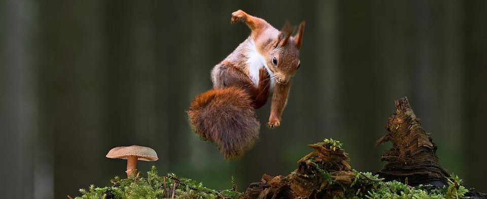persevering squirrel