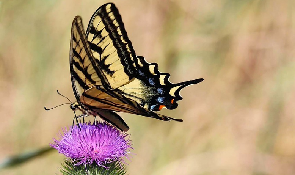 The butterfly rested without fear