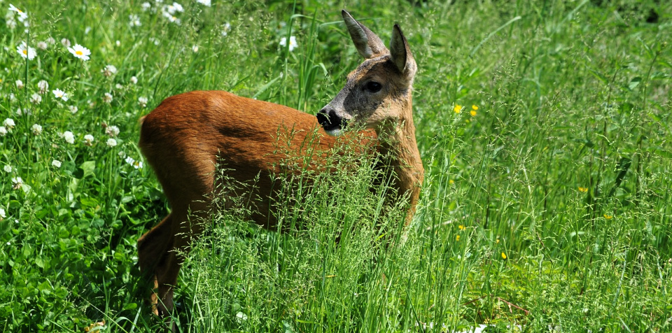 A deer sighting always takes my thoughts to Psalm 42