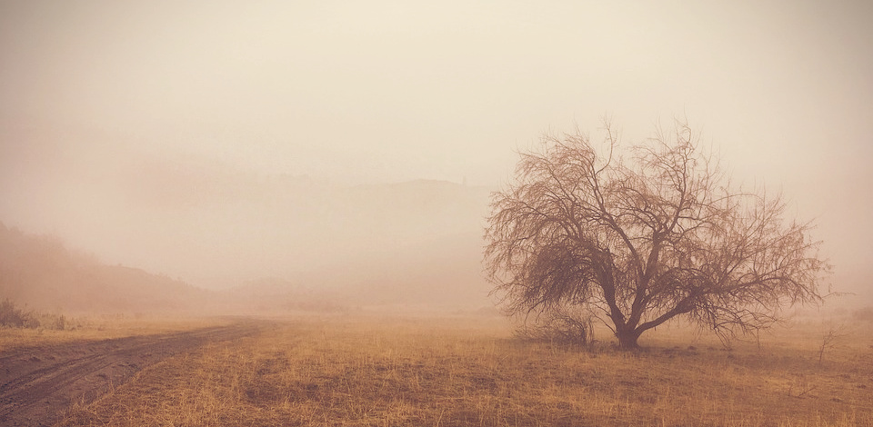 A golden glow of the rising sun fought to conquer the veil of fog.