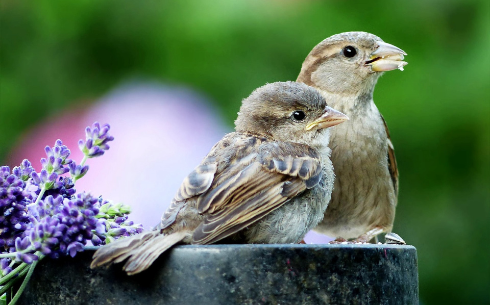 even the birds proclaimed His holiness