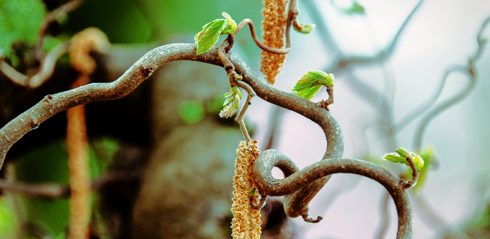 the grapevine lay dormant, waiting for its appointed time