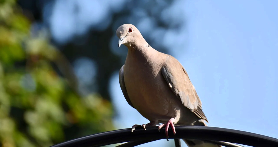 A mourning dove perched outside my window and cocked his head as if he were listening to the worship.