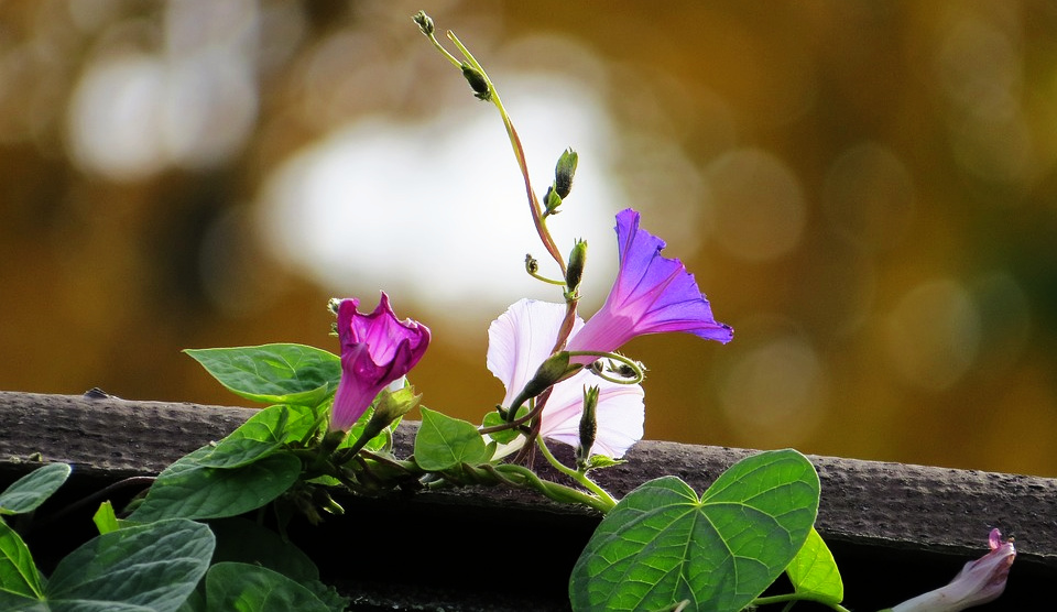 In this quiet space, the tender flower knew God's presence