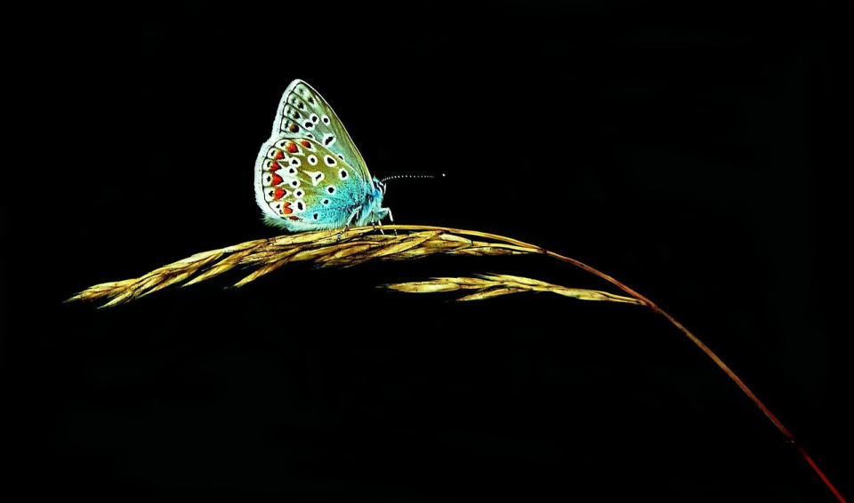 We must open our ears to hear creation's song of praise.