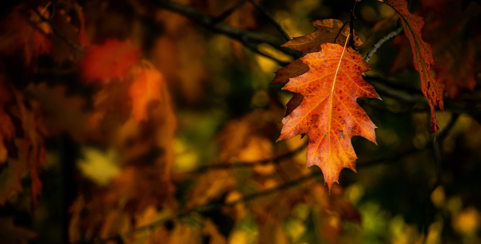 One solitary leaf ... one solitary life. Jesus.