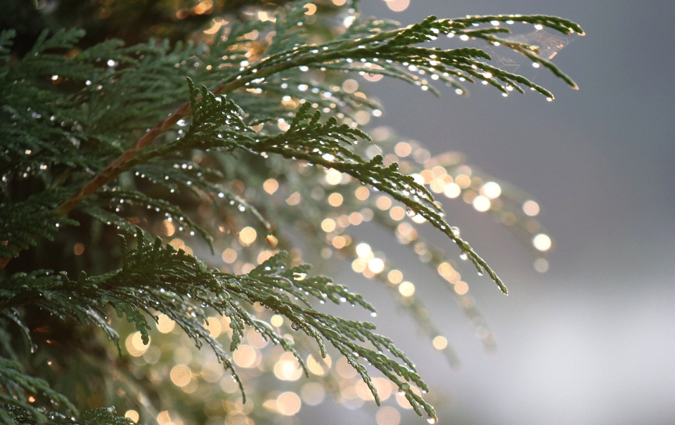 I asked myself, "Why is the light dappled on my path?"