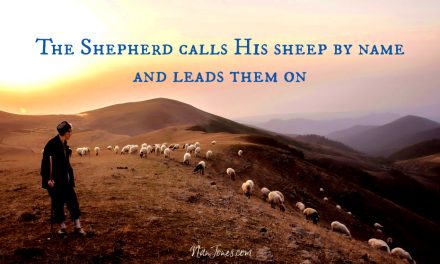 The Shepherd’s Field, Where a Heart Connection Abides