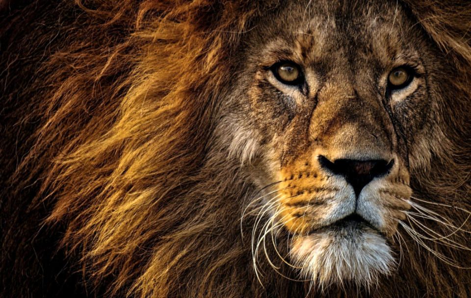 Lord, You have called Your people as a rising lion
