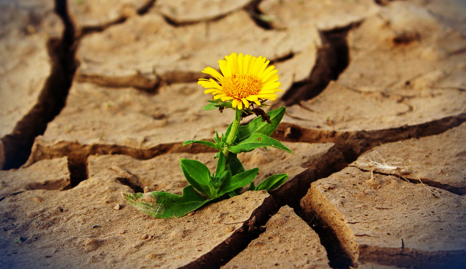 I am overwhelmed. Please help me, Lord