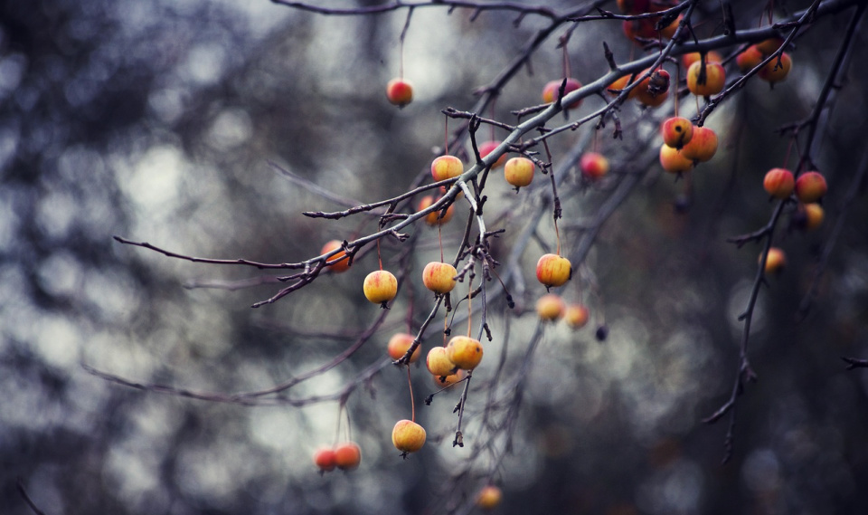 On the ends of the stark fingertips of the apple tree remained apples -- fruit from a different season.
