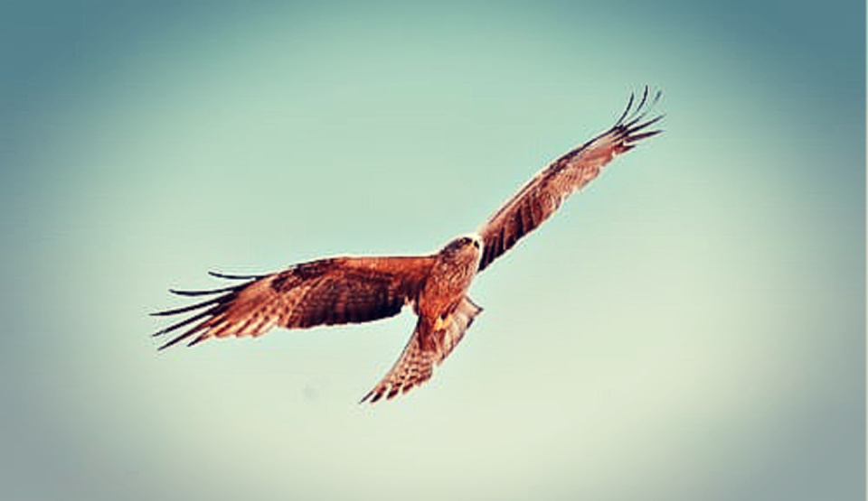 The hawk's beauty was deceptive