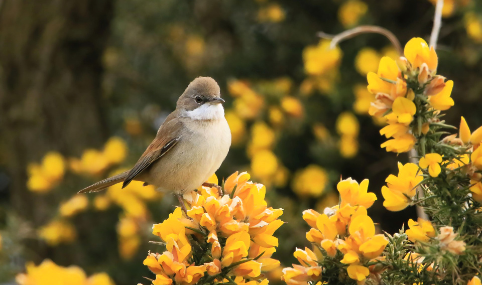 Birdsong declared that He is God.