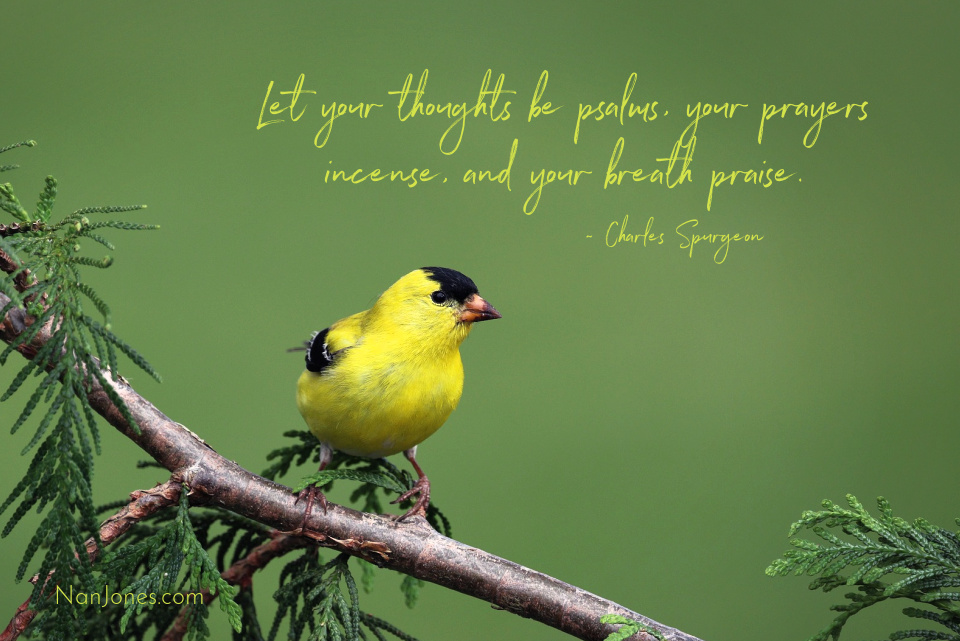 Birdsong Held My Restless Thoughts and Led Me to God