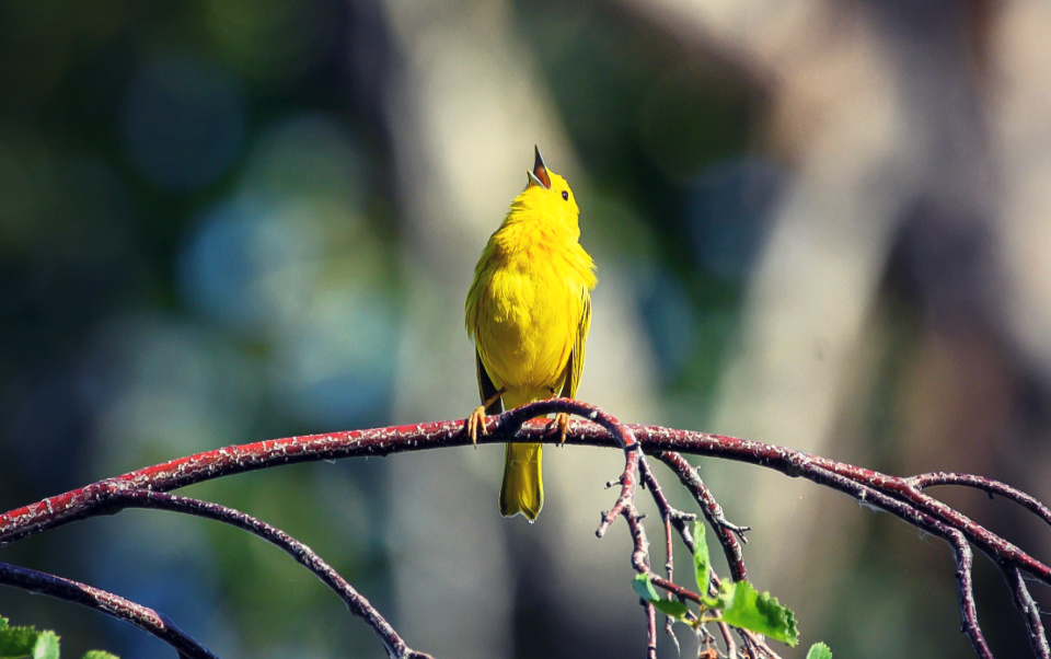 Birdsong broke through my heavy heart.