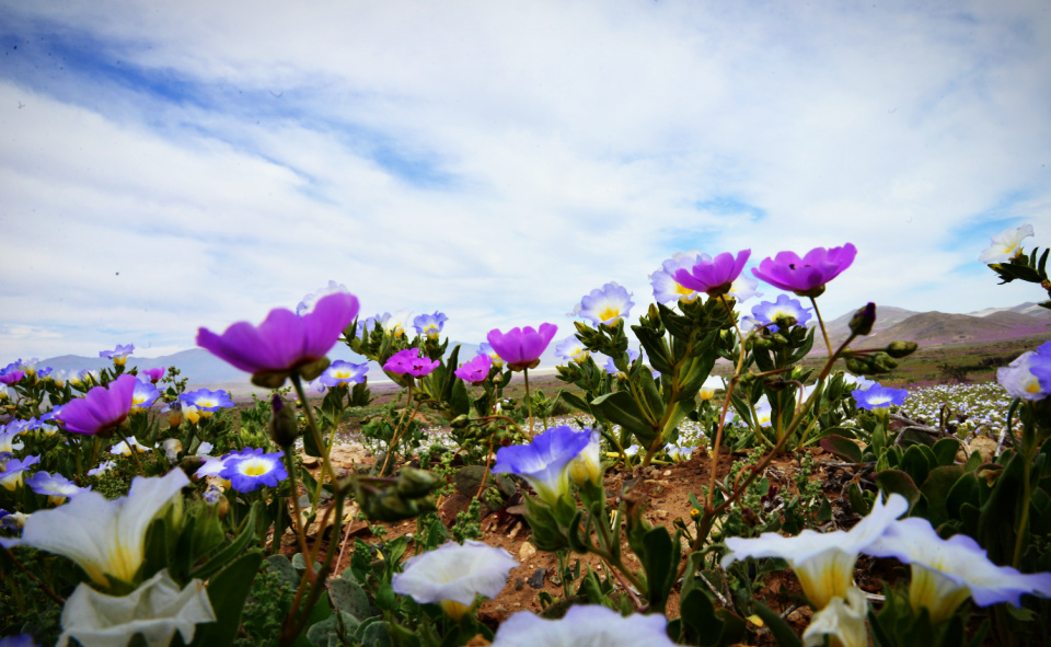 Can you hear the joyful melody?