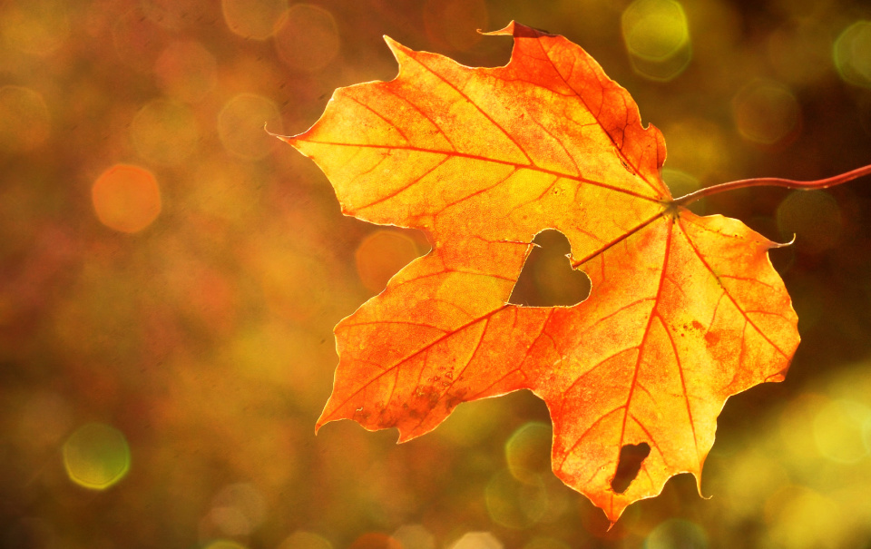 Where is God? I found Him in the glory of the golden maple leaf tinged in red.
